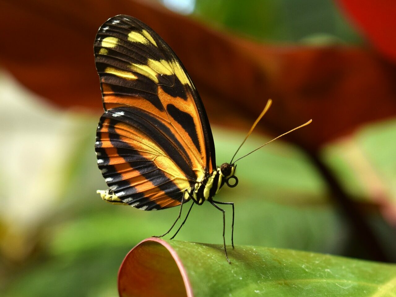 V botanickej záhrade sa nachádza viac ako 100 druhov živých motýľov