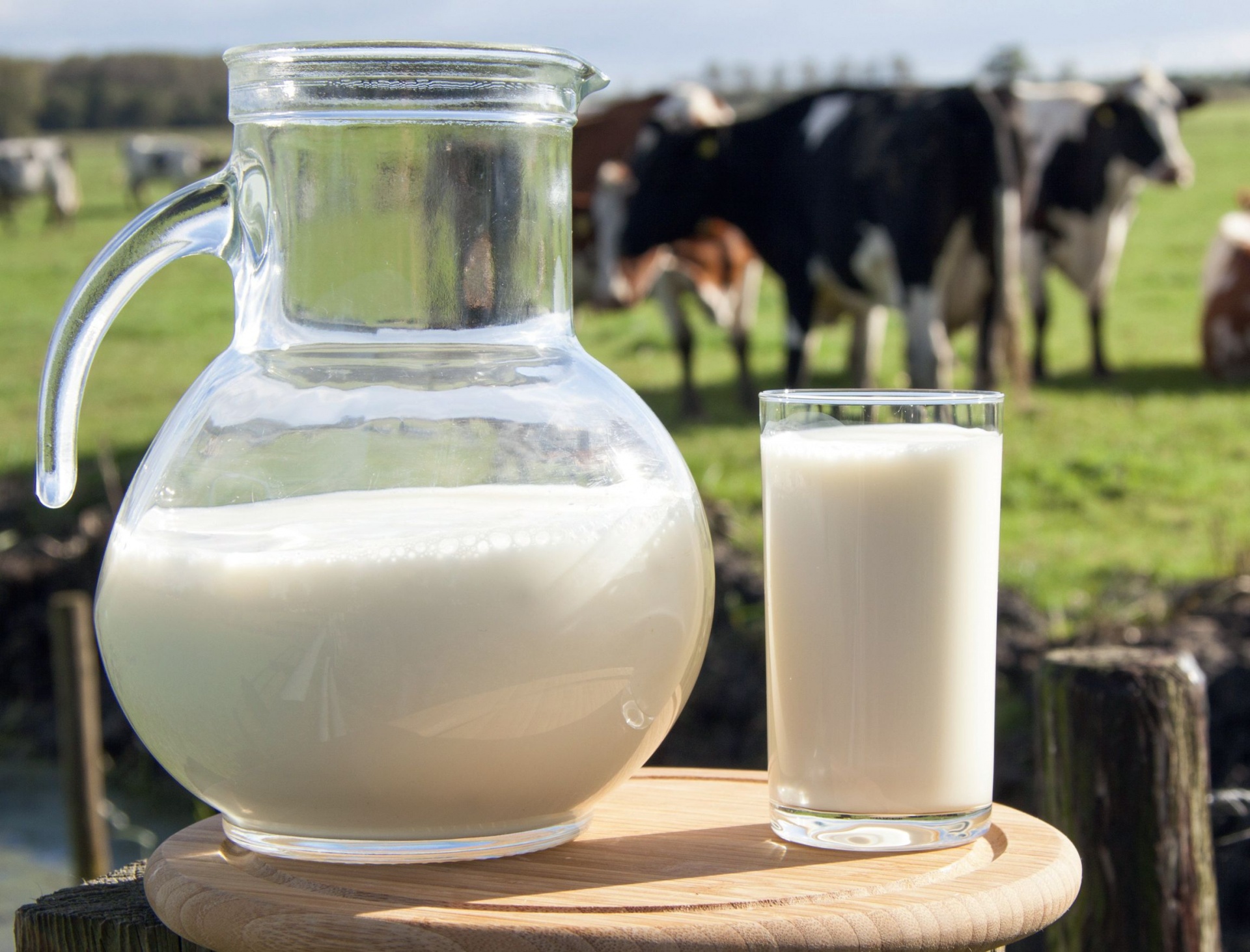 Mimoriadna štátna pomoc pomôže prvovýrobcom mlieka zmierniť dopady sucha