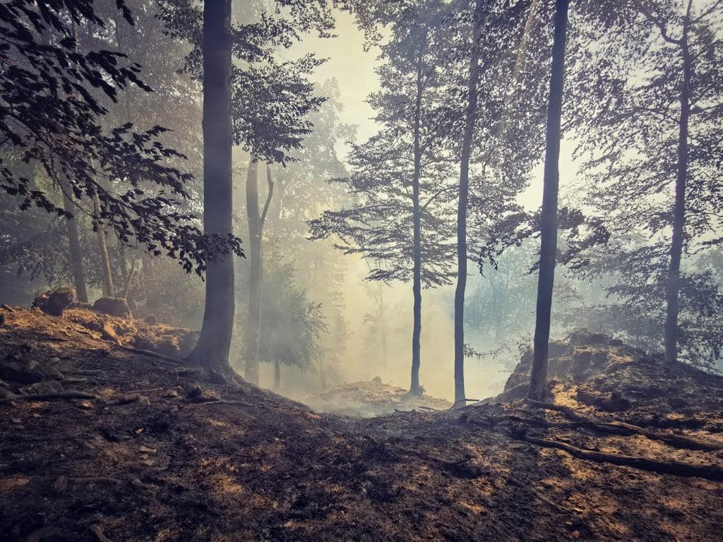 Obrovské sucho trápi lesy na celom Slovensku. Listy opadávajú ako na jeseň