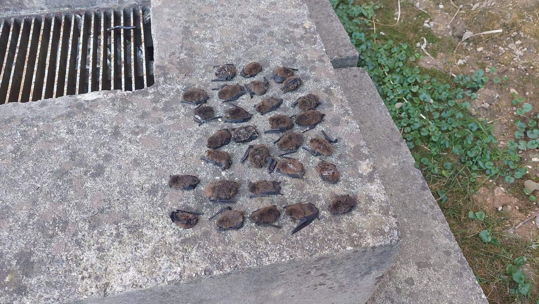 Na sídlisku v Košiciach vo veľkom umierajú netopiere!