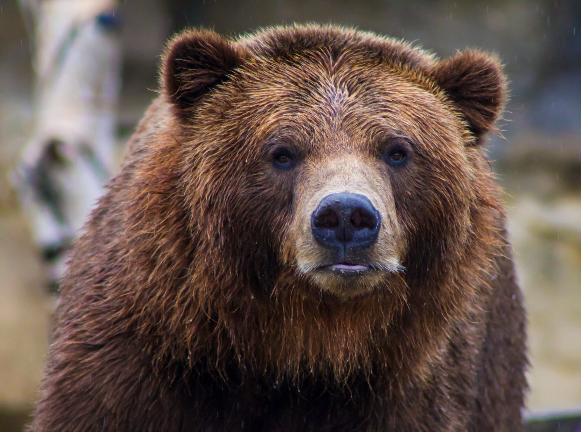 Za posledné dva týždne je známych niekoľko prípadov pytliactva na medveďa hnedého v chránených územiach Slovenska