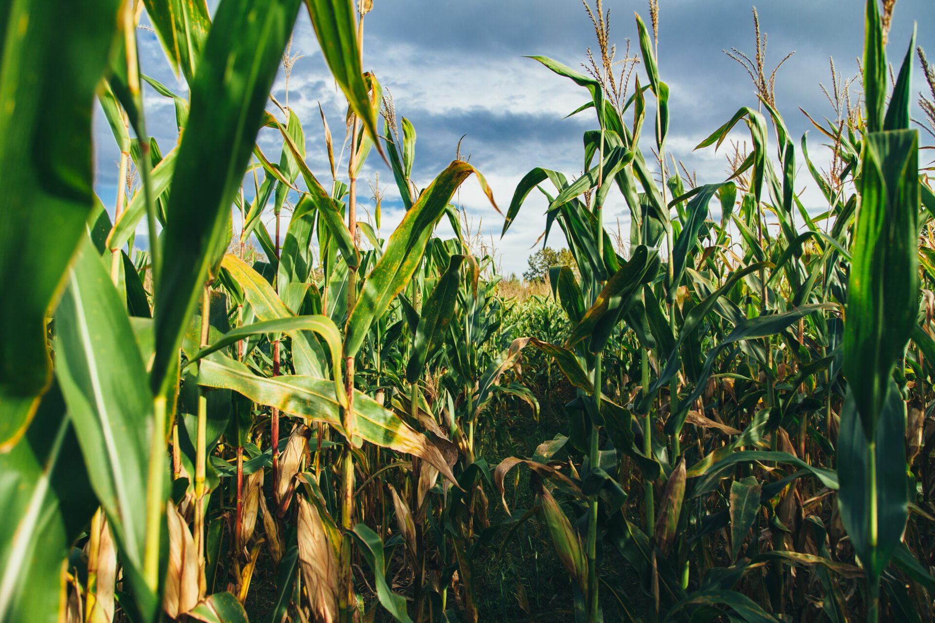 Úroda kukurice bude najmenšia za posledných 15 rokov, vysvetľuje Štatistický úrad SR