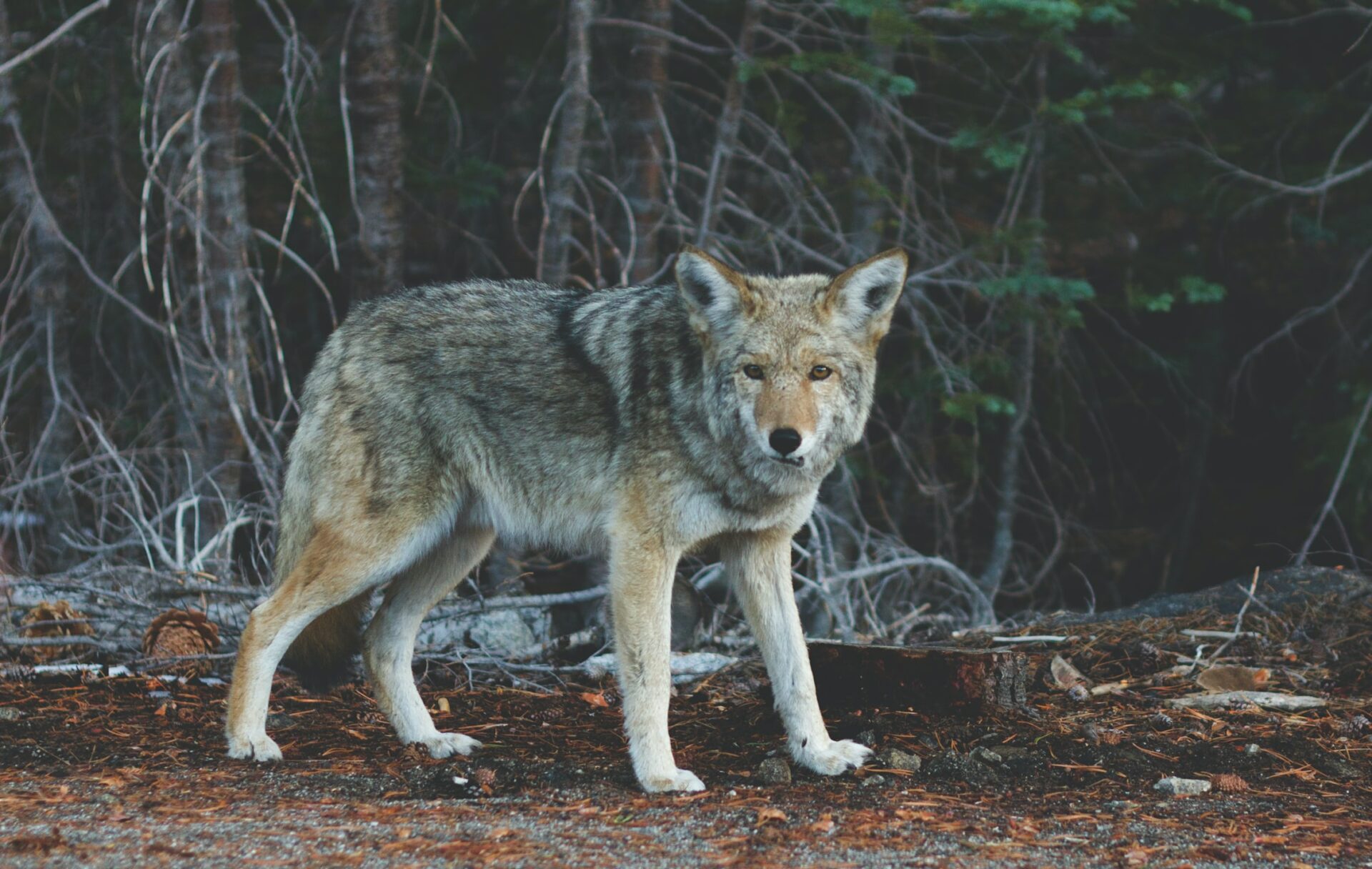 Slovensko sa pridalo k výzve na prehodnotenie ochrany vlka dravého