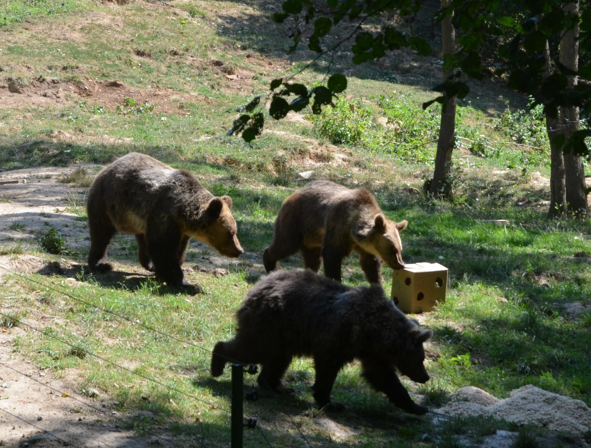 V košickej ZOO testovali odpadkový kontajner na odolnosť voči medveďom