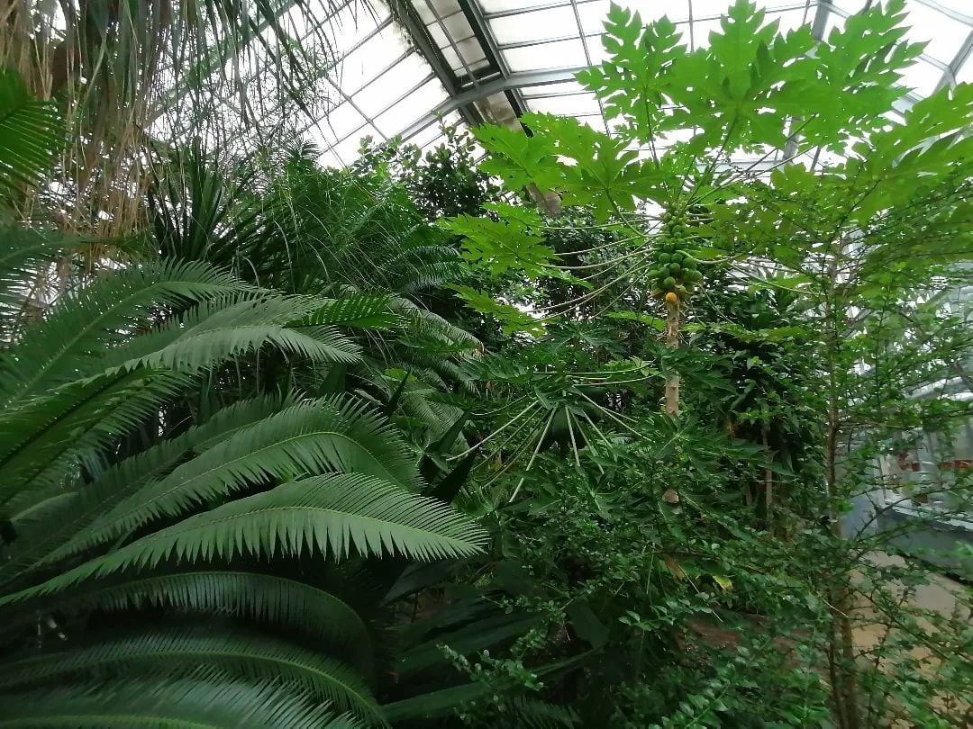 Botanická záhrada chystá nočnú komentovanú prehliadku v skleníkoch