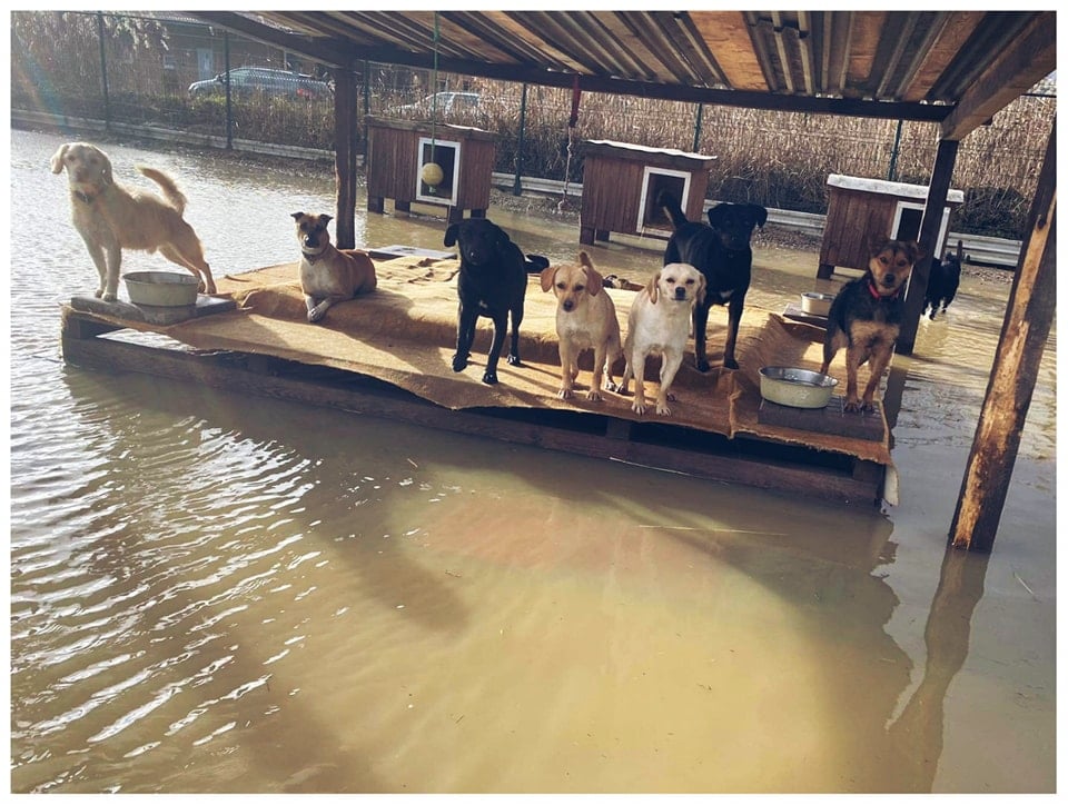 Útulok UVP je zaplavený! Havkáči potrebujú pomoc Košičanov