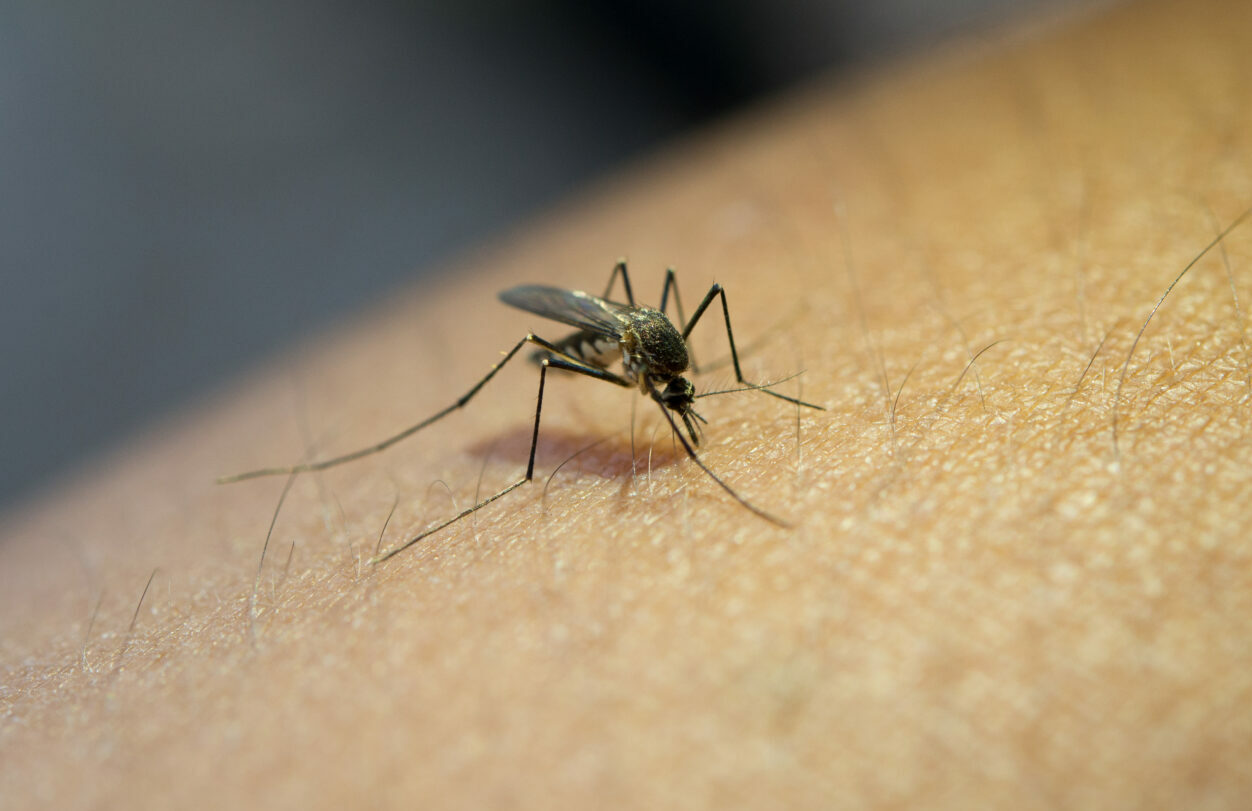 Lekárka radí: Čo robiť ak vás poštípe komár, ovad či jedovatý had?
