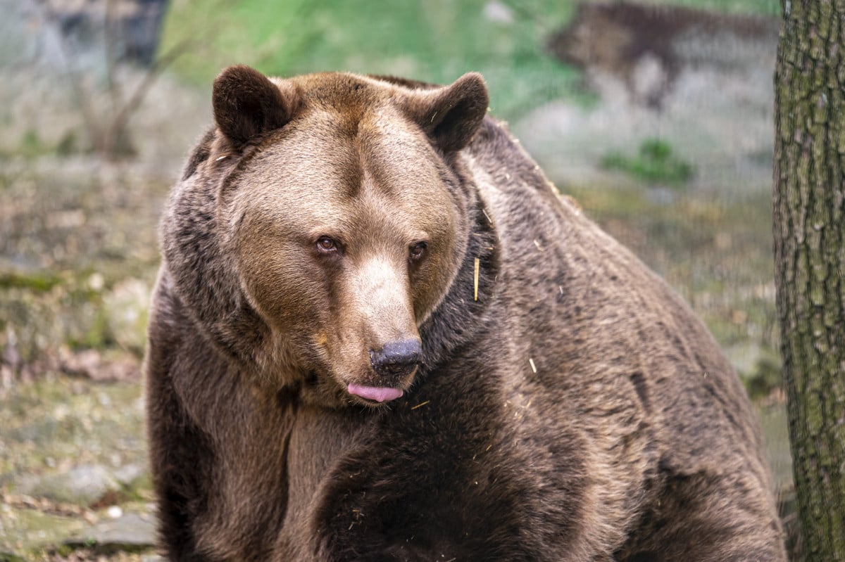 V košických lesoch bol spozorovaný medveď. Lesníci ho spozorovali v tejto oblasti