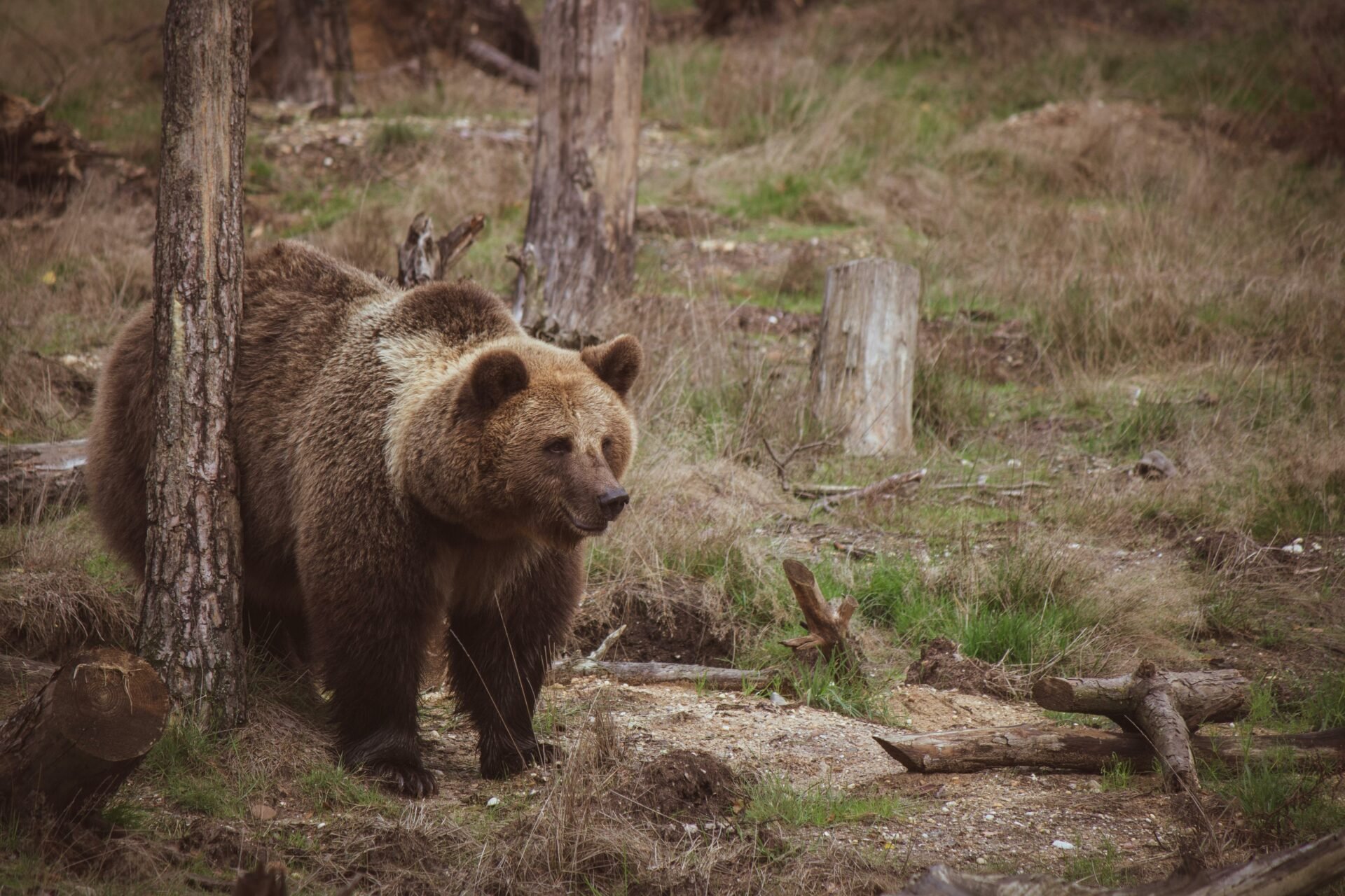 V okolí Košíc zaznamenali už tretieho medveďa