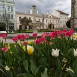 Do Košíc už zavítala jar. Mesto skrášľuje viac ako milión kvetov a tisícky drevín (FOTO)