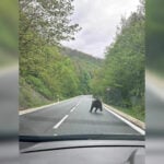 Neďaleko Košíc sa objavil medveď. Zachytil ho vodič