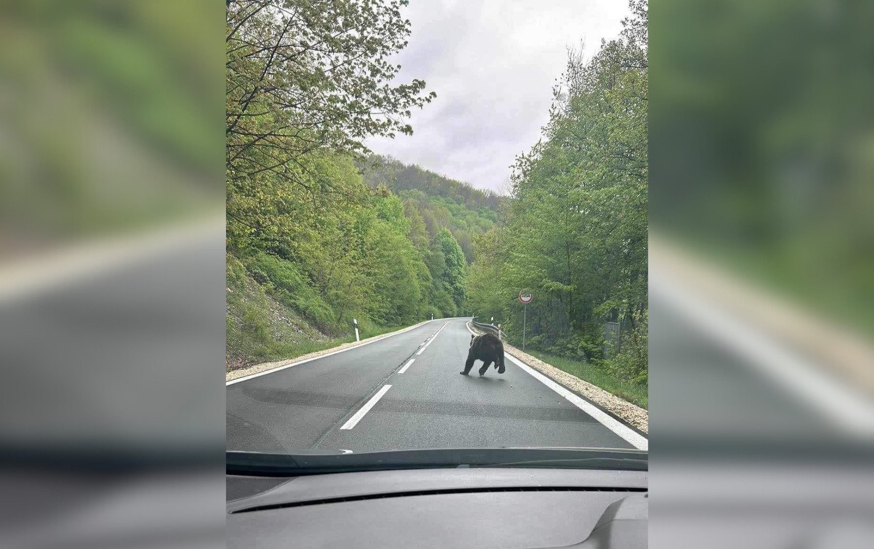Neďaleko Košíc sa objavil medveď. Zachytil ho vodič