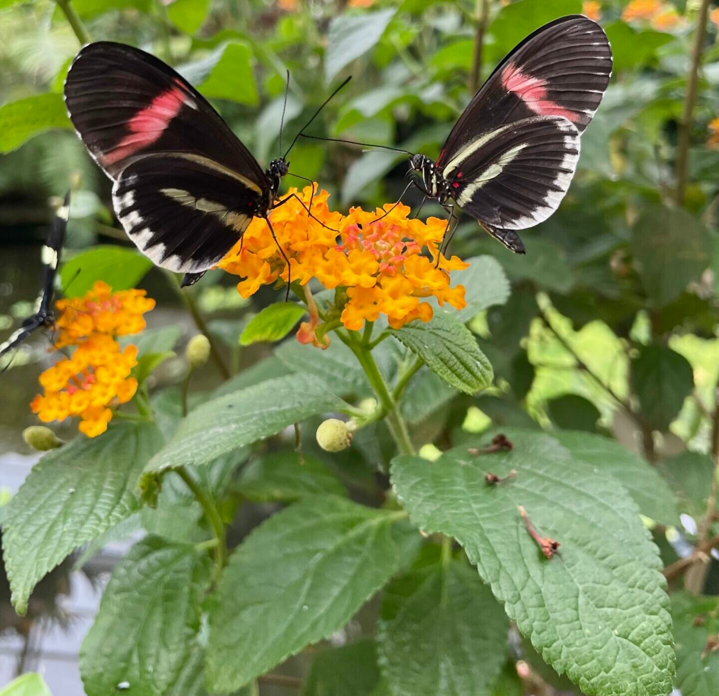 Záhadný svet tropických motýľov dorazil do botanickej záhrady UPJŠ (FOTO)