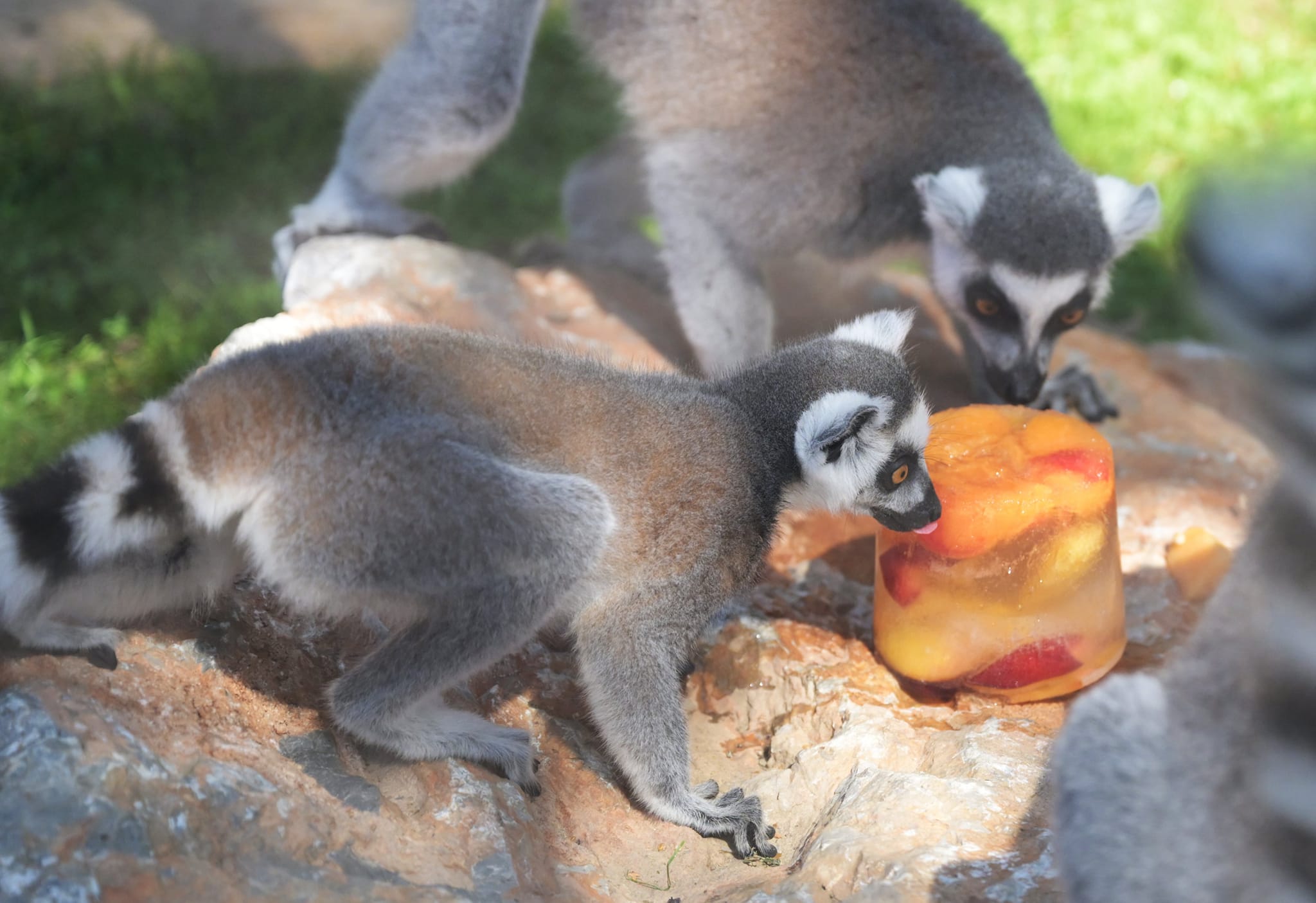 META/ZOO Košice