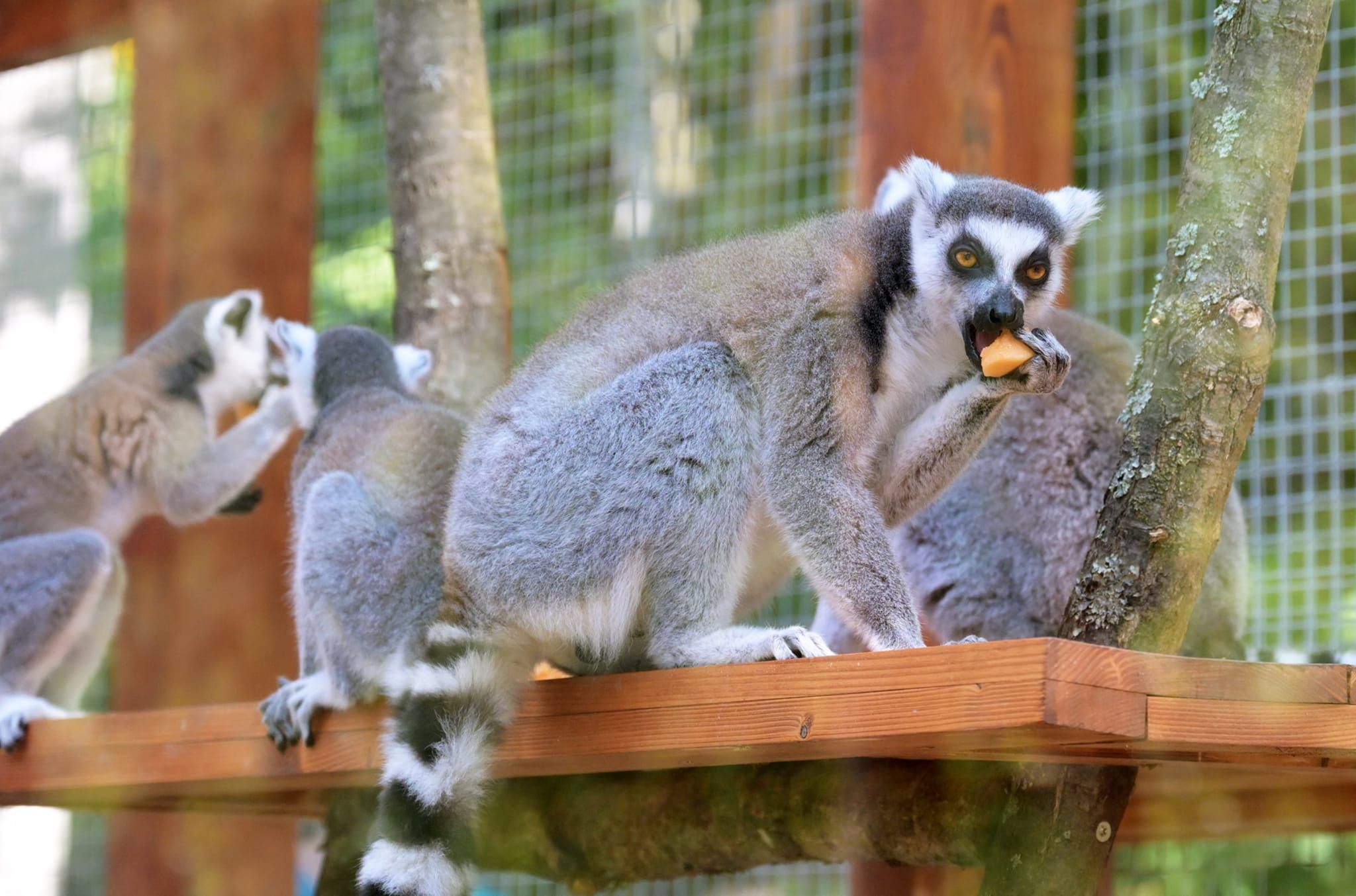 META/ZOO Košice