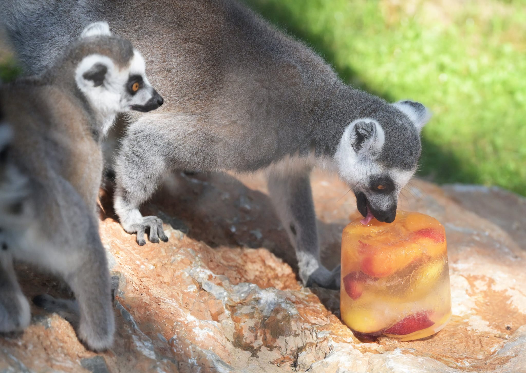 META/ZOO Košice