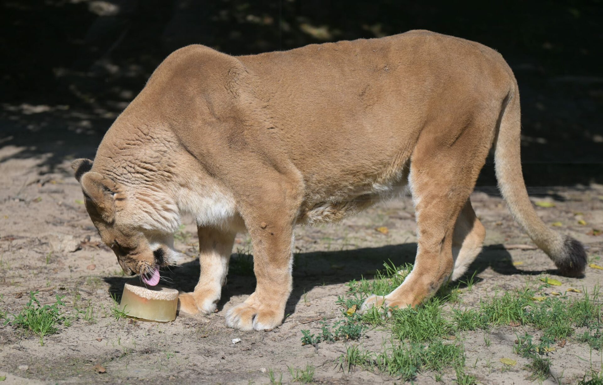 META/ZOO Košice