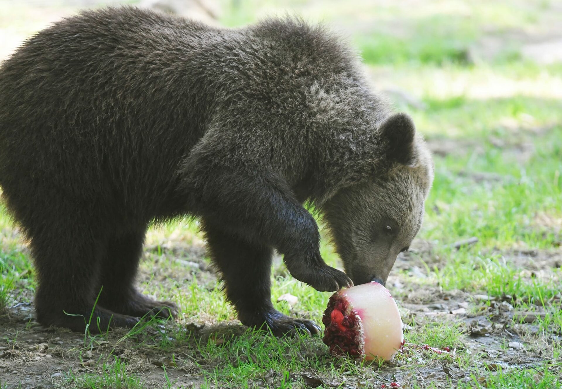 META/ZOO Košice