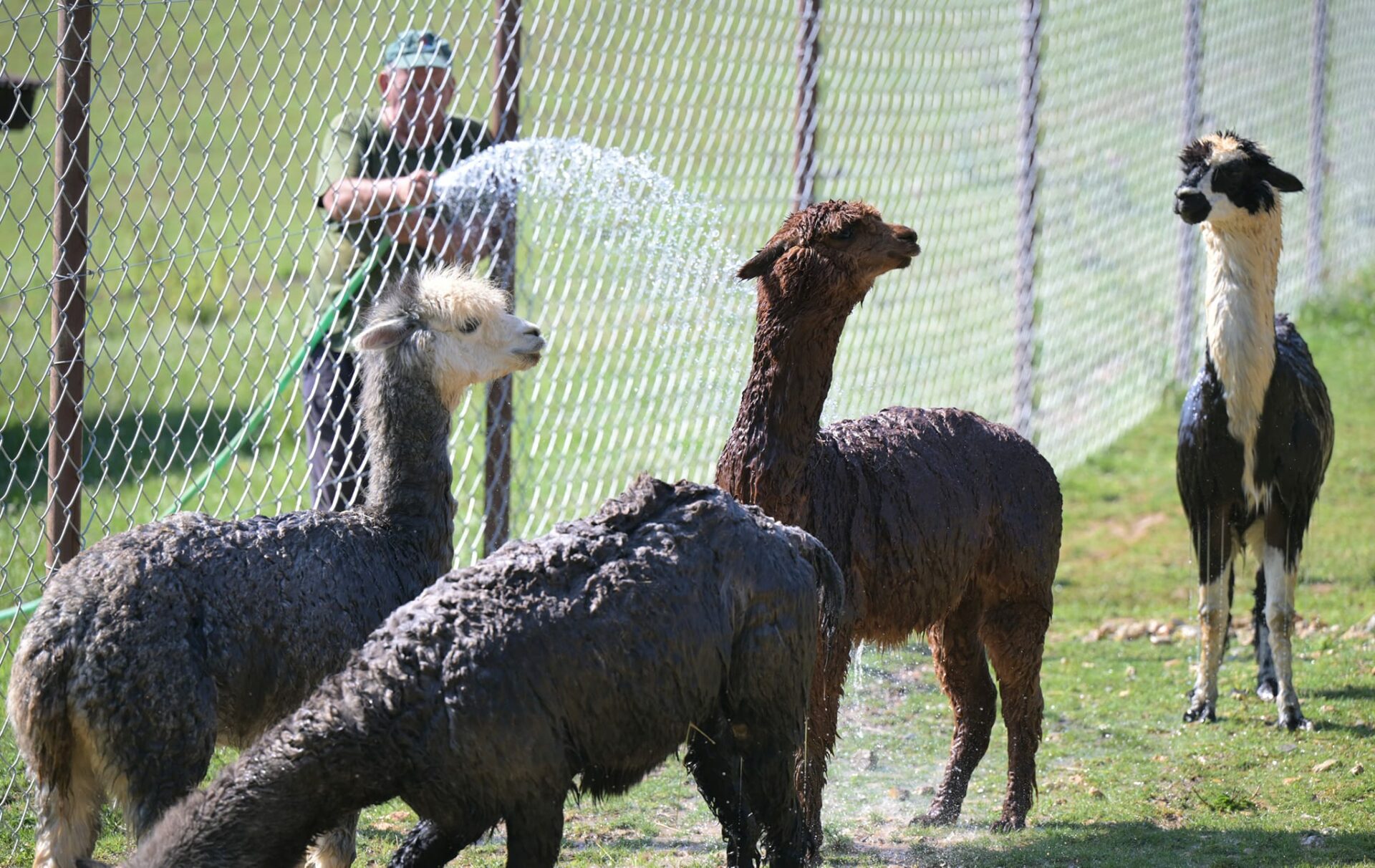 META/ZOO Košice