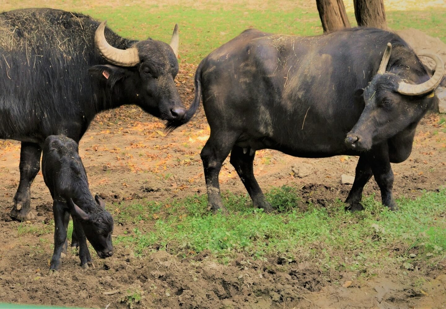 Zoologická záhrada v Košiciach privítala nové mláďa byvola vodného