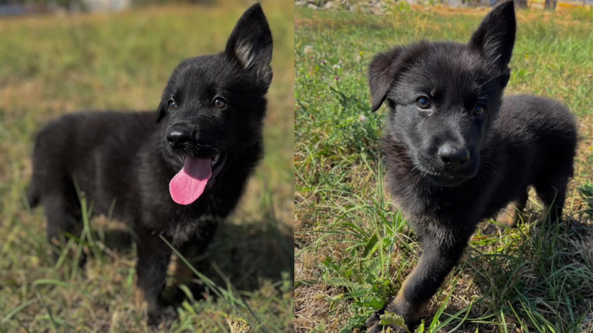 Policajný pes Faust má nového kolegu. Je ním Harley z Trebišova (FOTO)