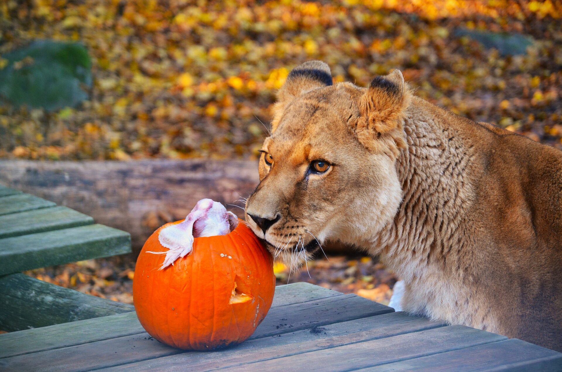 META/ZOO Košice