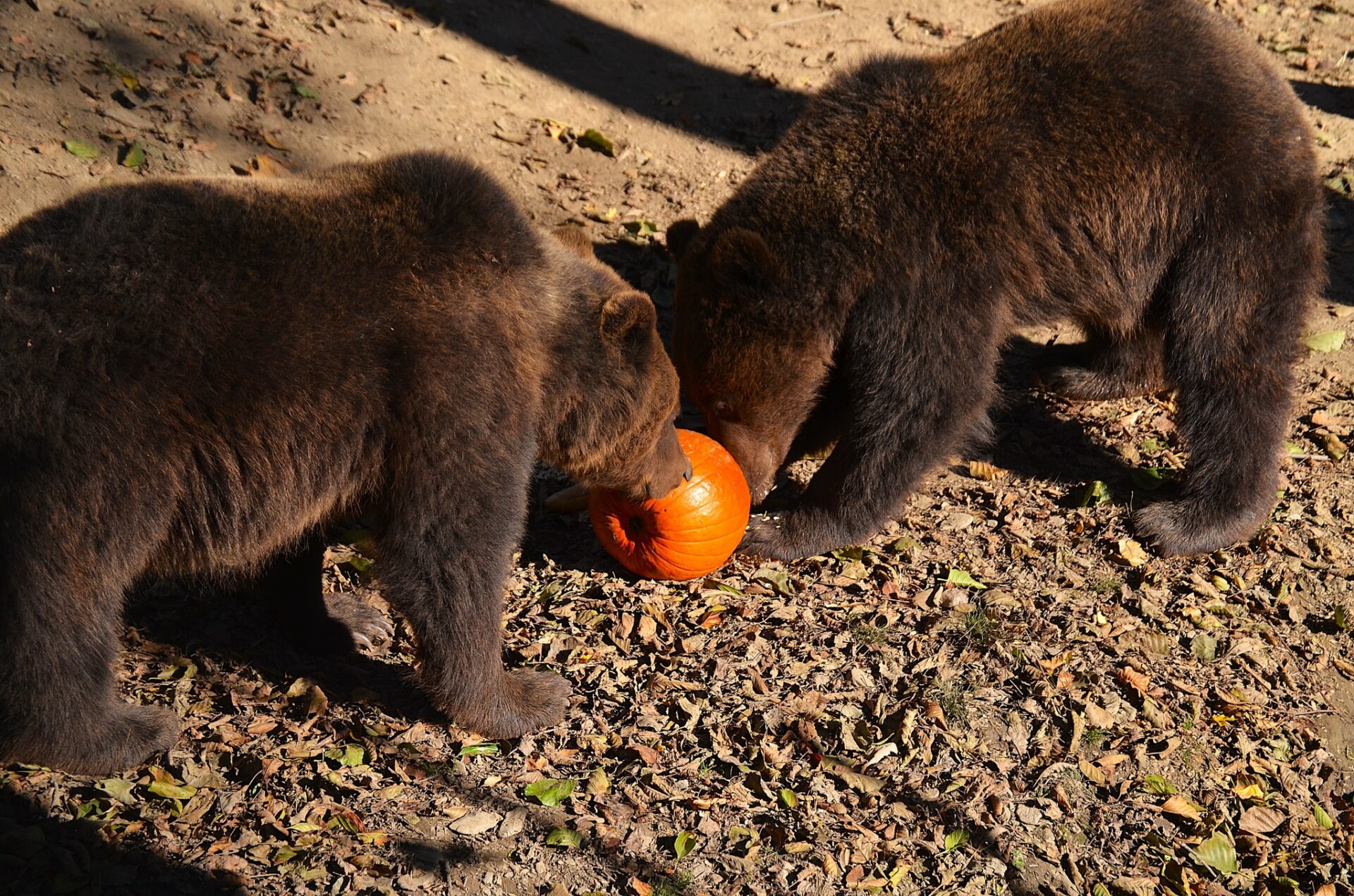 META/ZOO Košice