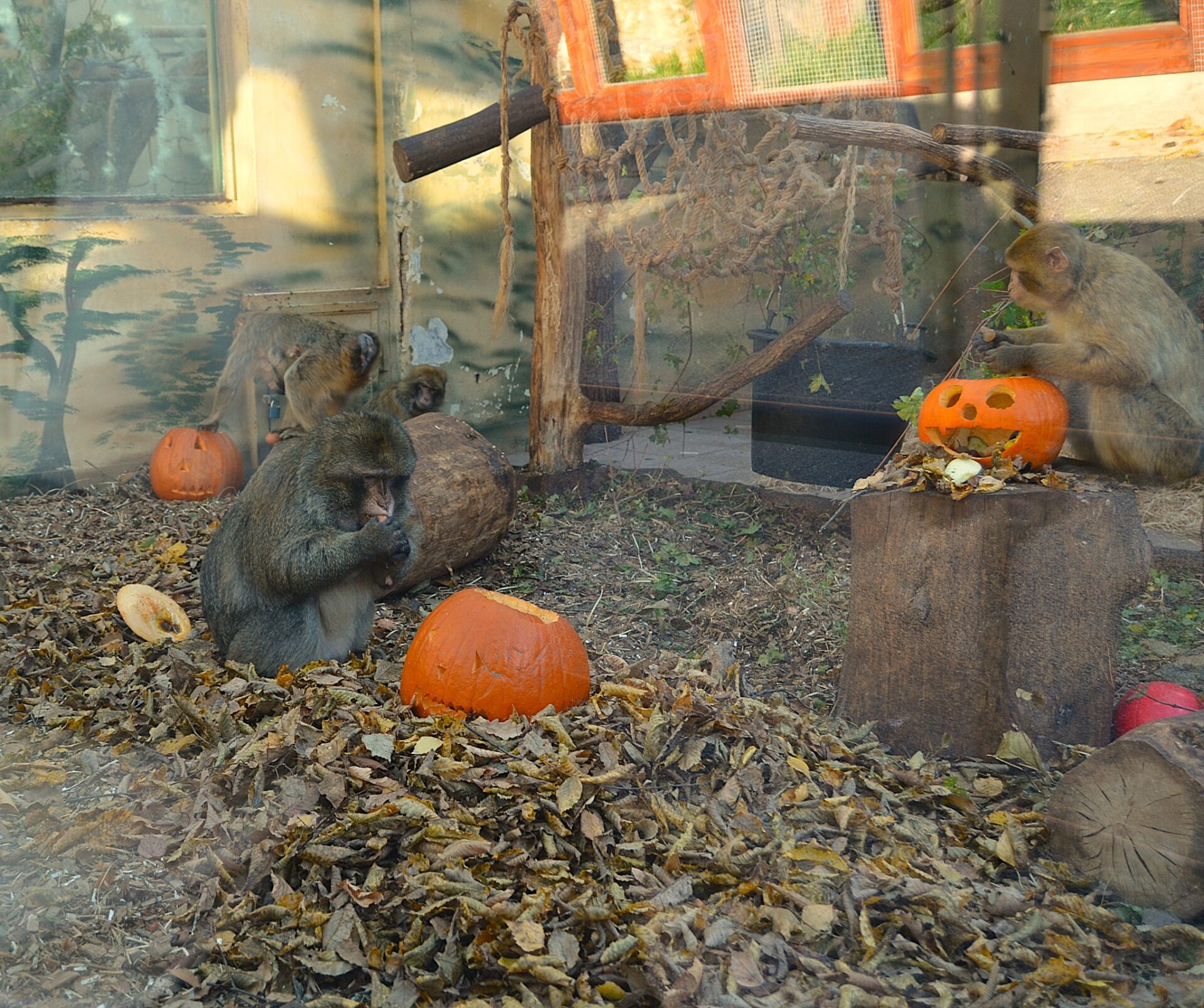 META/ZOO Košice