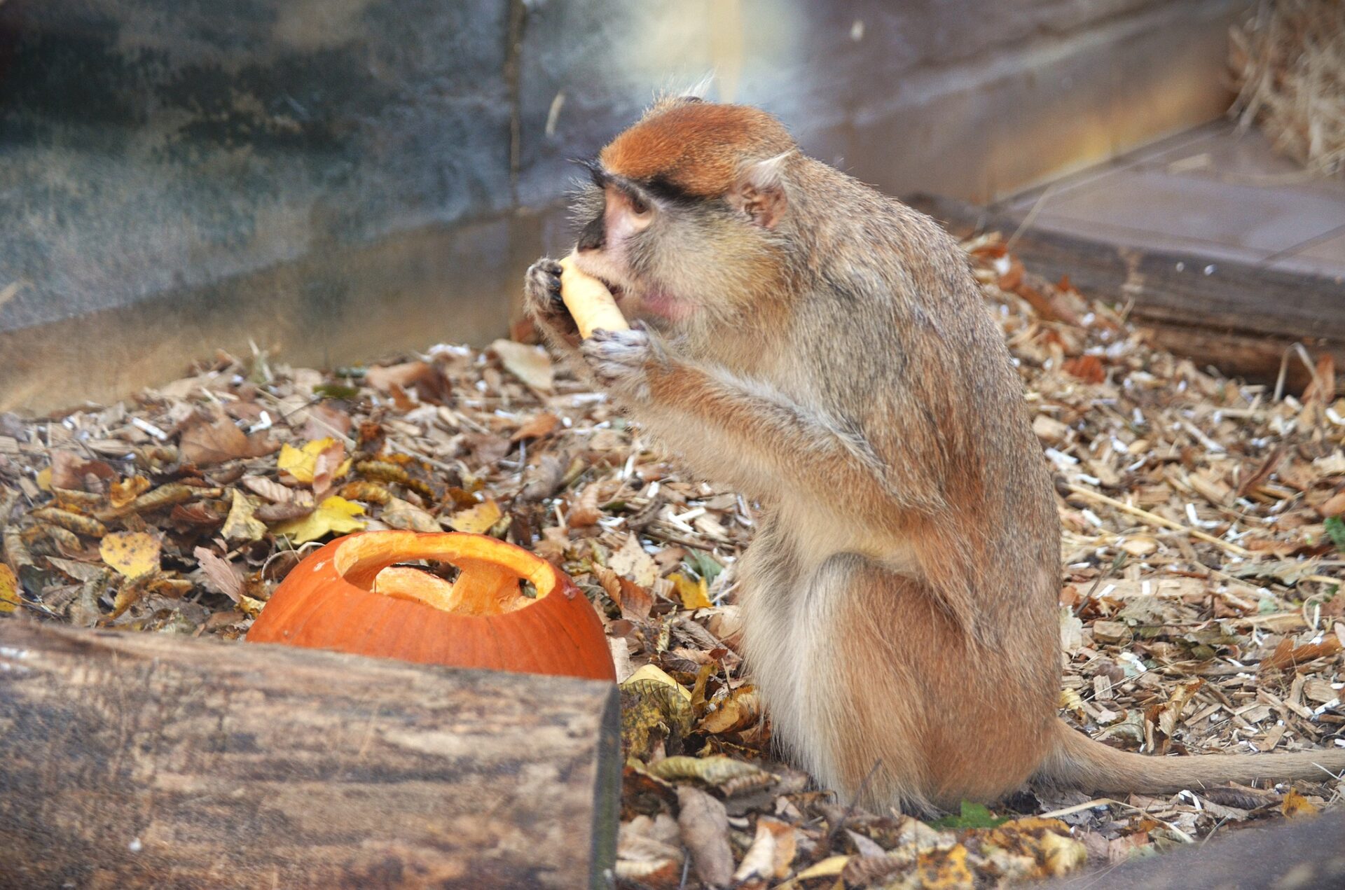 META/ZOO Košice