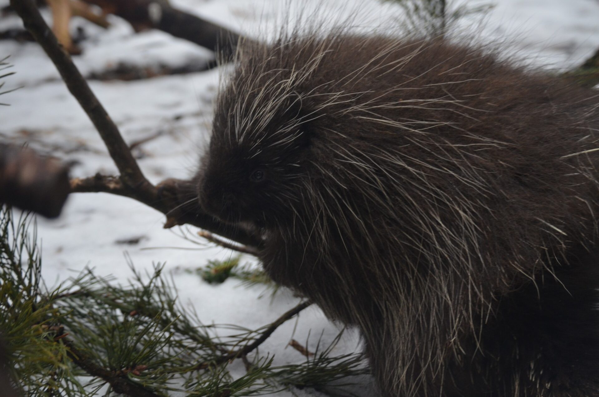 Zdroj: META/ZOO Košice