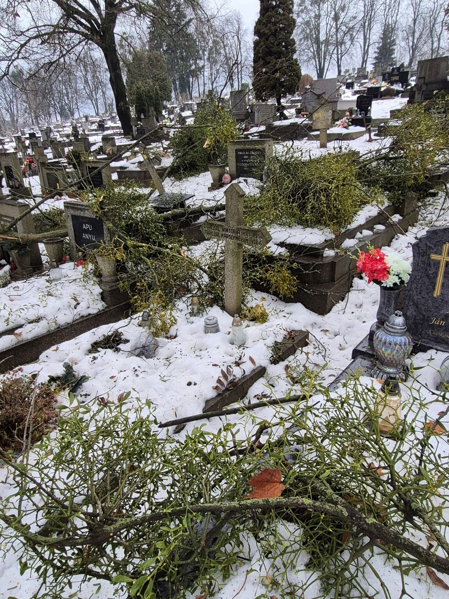 Zdroj: META/Správa mestskej zelene v Košiciach
