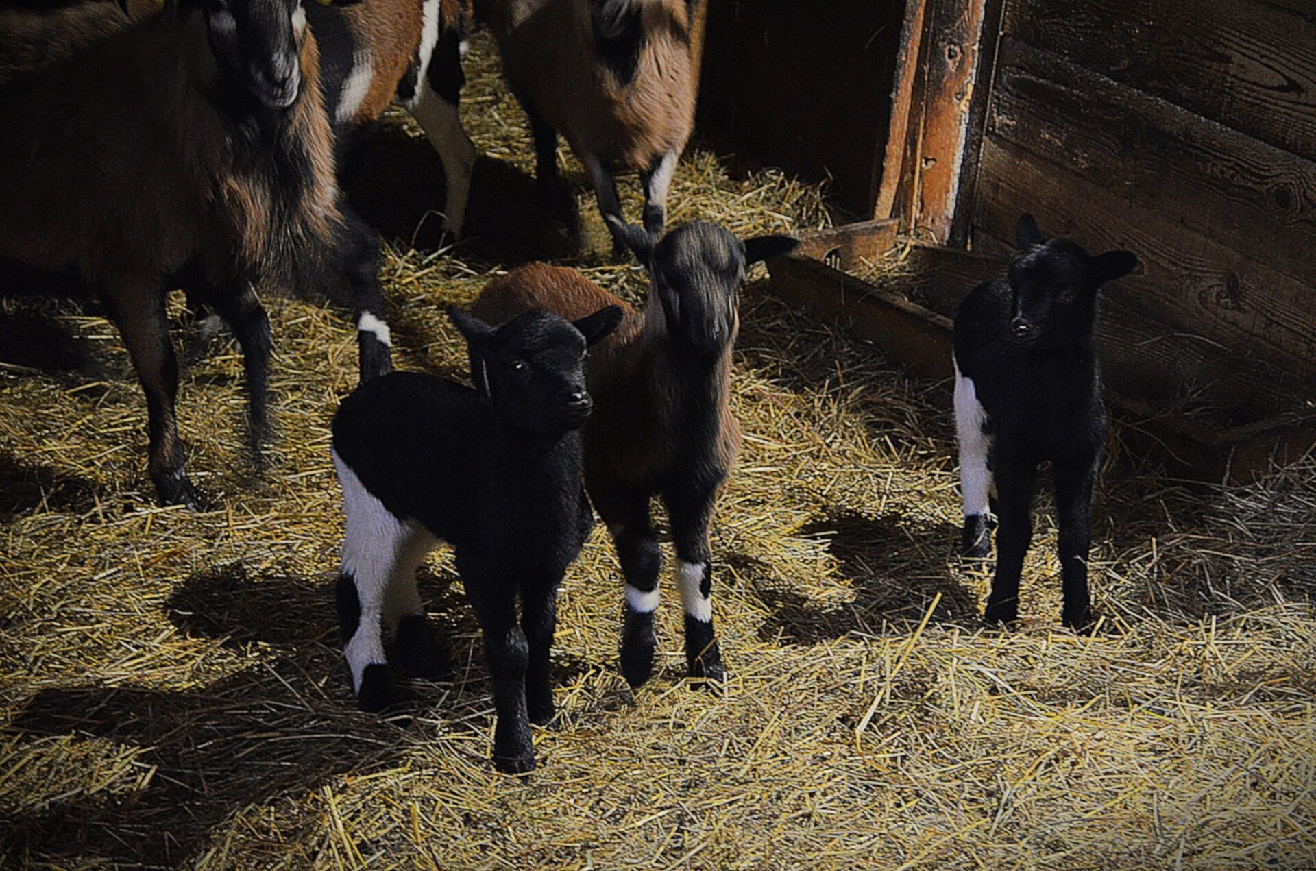 Zdroj: META/ZOO Košice