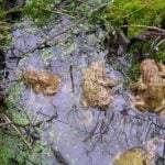 Mestské lesy Košice upozorňujú na migrujúce žaby