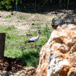 Košická ZOO víta návštevníkov s novými atrakciami