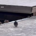 Problém s potkanmi v Košiciach pretrváva. Deratizácia bude na jeseň