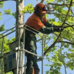 V Košiciach budú v noci ošetrovať stromy. Očakávajte obmedzenia v doprave