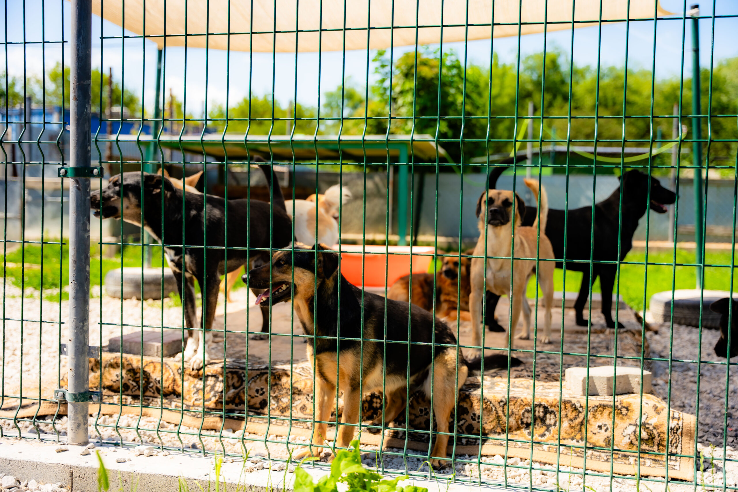 V zbierke mesta obyvatelia vyzbierali vyše tonu potrieb pre psov a mačky