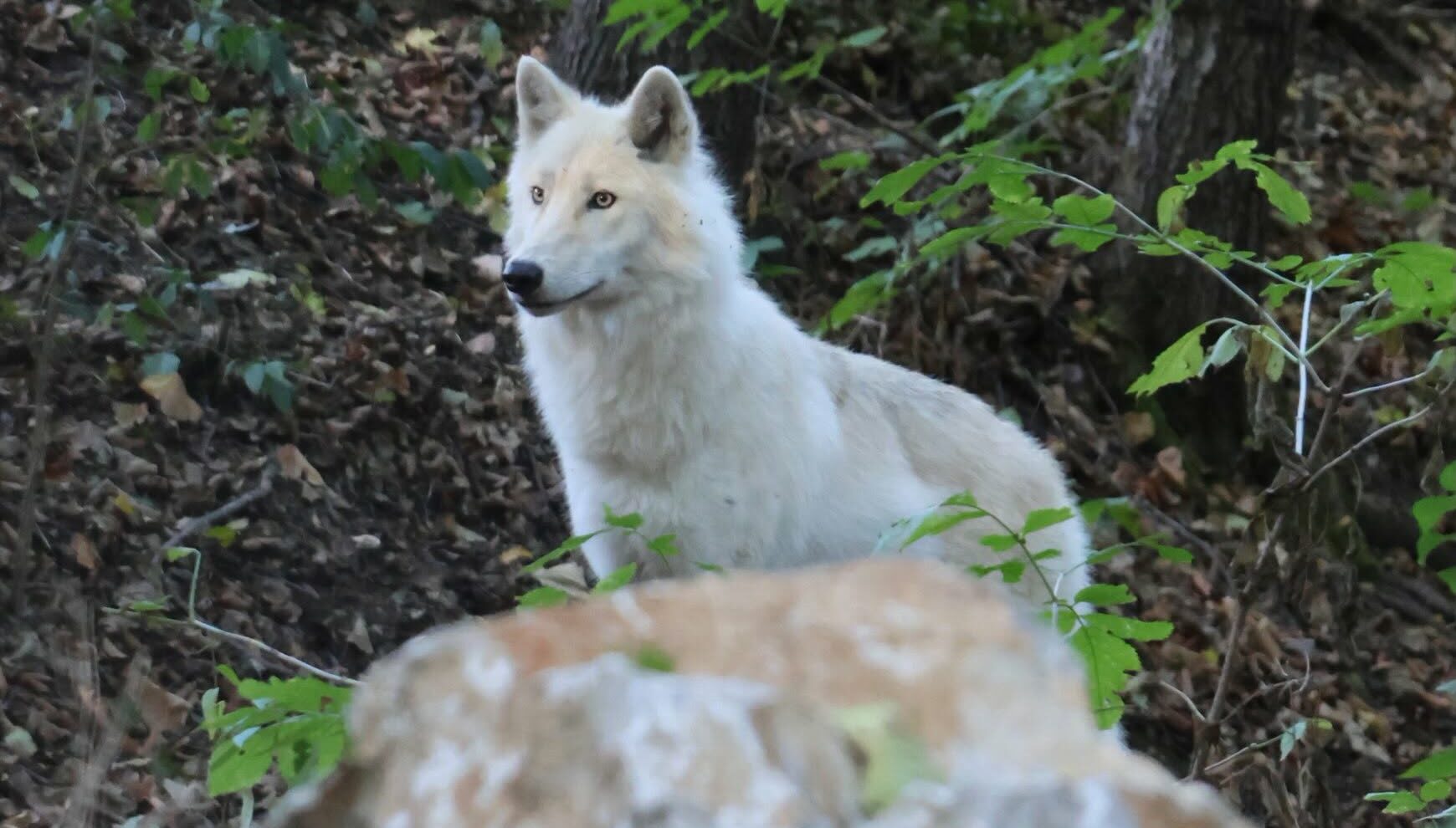 Fotografia k článku V košickej zoologickej záhrade pribudli vlky arktické