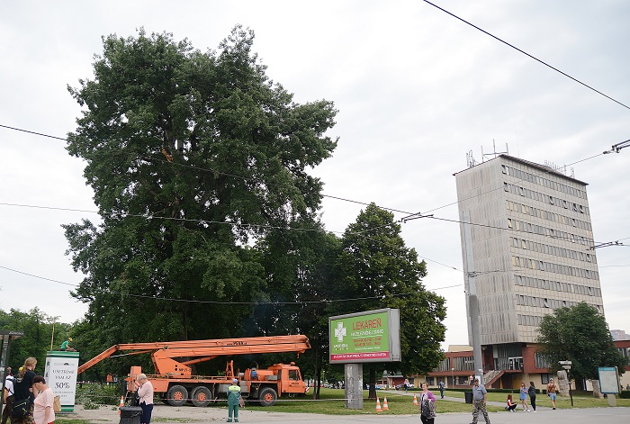 Najstarší strom v meste dostal zdravotnú kúru